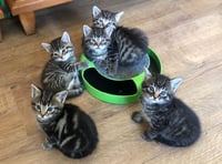 <p>Five five of the more than 14,000 animals rehomed by the RSPCA in Surrey over the past decade</p>