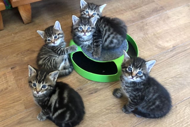 Cats Protection appeals for unwanted Christmas presents to help cats