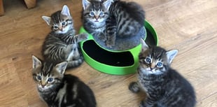 Cats Protection appeals for unwanted Christmas presents to help cats