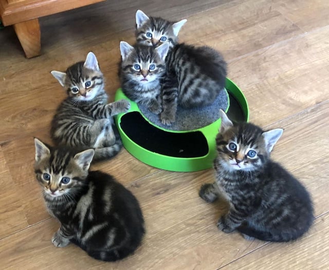 More than 14,000 animals rehomed by the RSPCA in Surrey over a decade