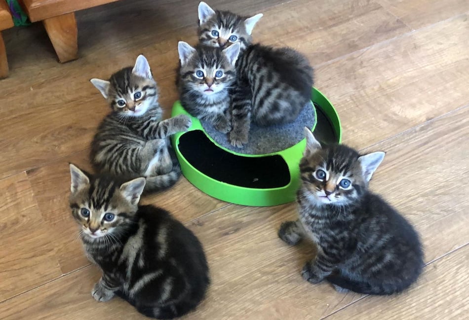 <p>Just five of the many hundreds of cats supported by Cats Protection Farnham, Camberley and District</p>