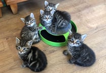 More than 14,000 animals rehomed by the RSPCA in Surrey over a decade