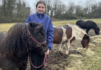 Dartmoor pony charity looks for help to provide shelter and care