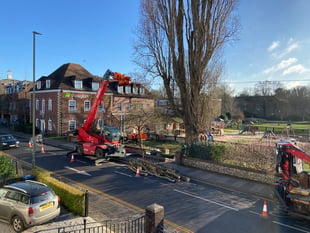 Watch: Work starts to fell one of Farnham's tallest trees