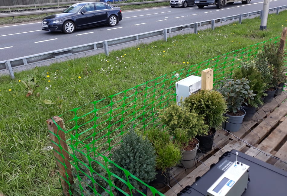 <p>University of Surrey scientists chose ten evergreen specimens and placed them in plant pots beside the A3 in Guildford where some 80,000 vehicles drive past every day</p>