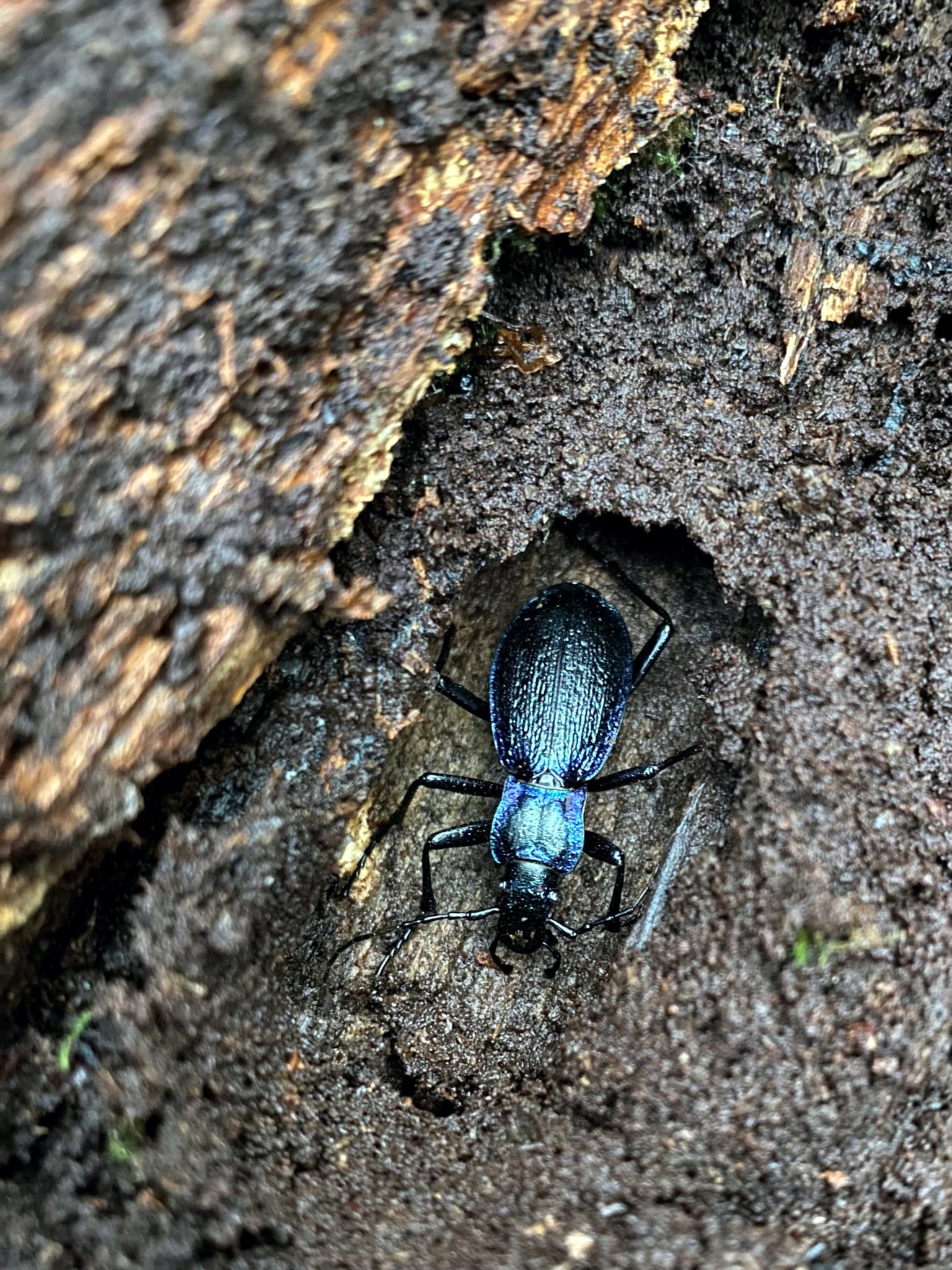 Blue Ground Beetle (Carabus intricatus) hibernation cell. Picture: Laura Larkin