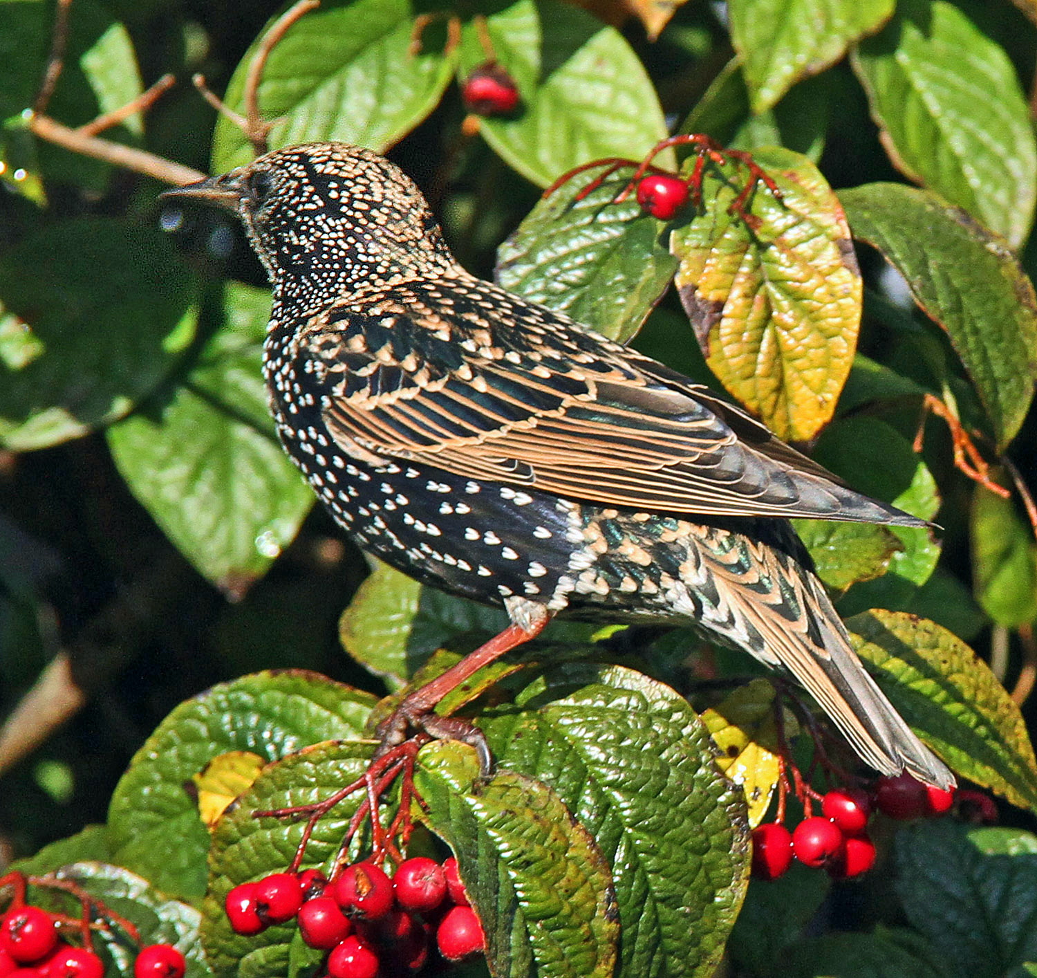 STARLING