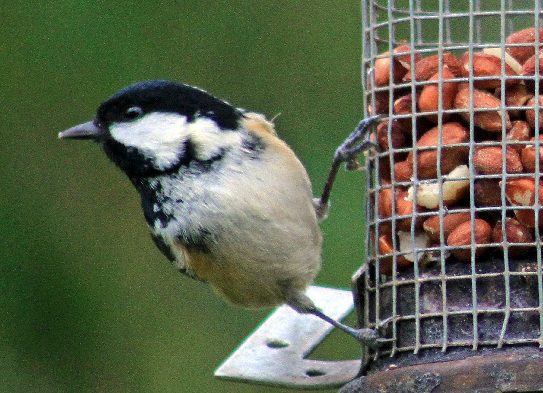 COAL tit on nut feeder