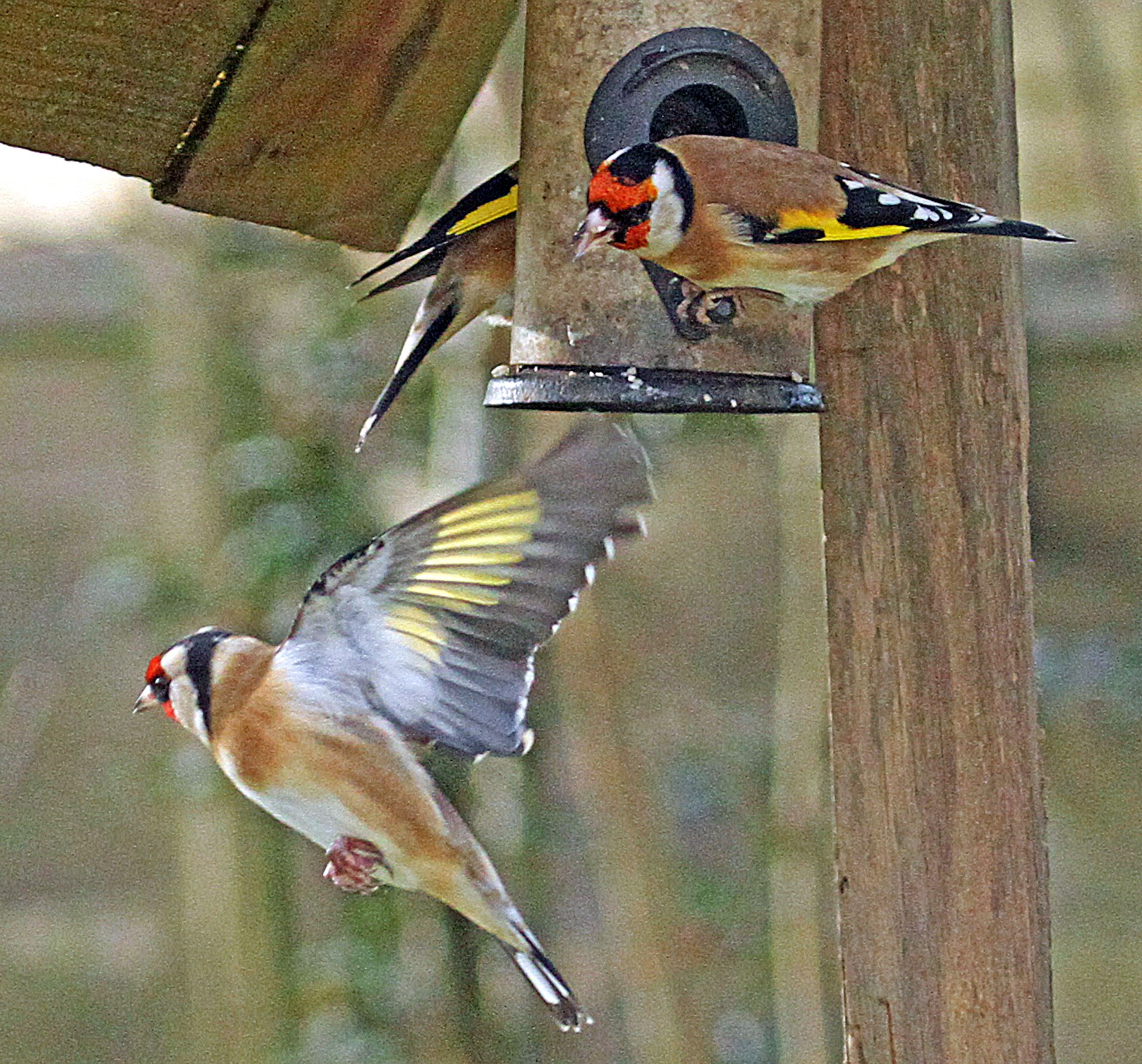 GOLDFINCHES
