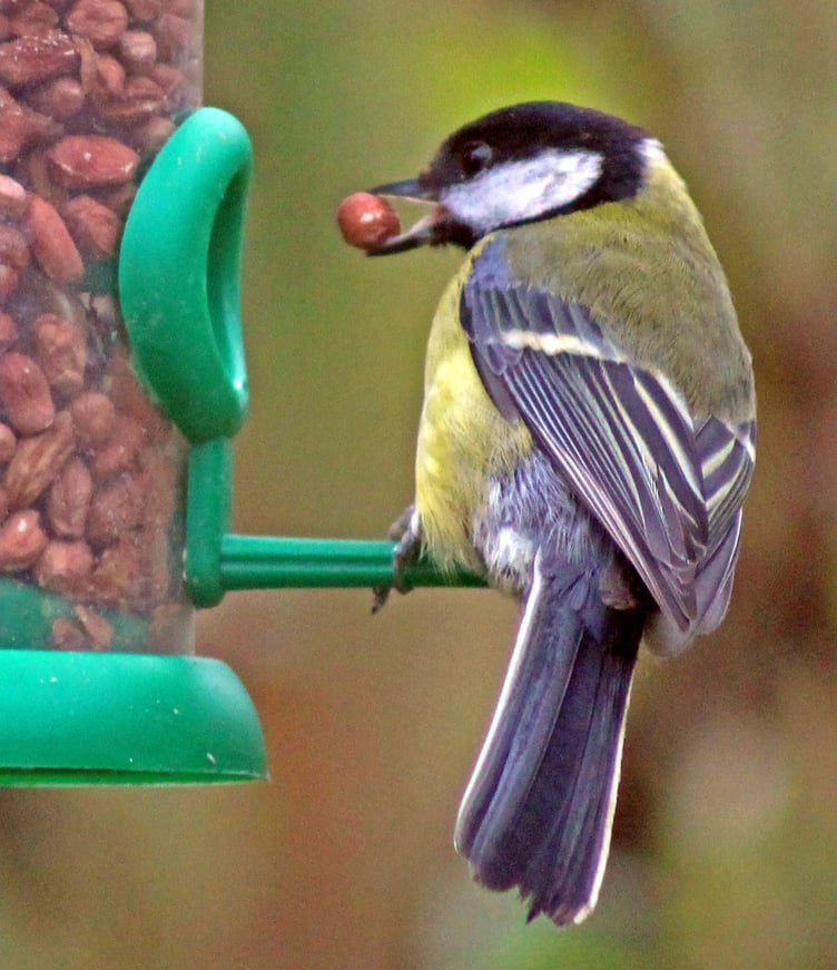 GREAT tit