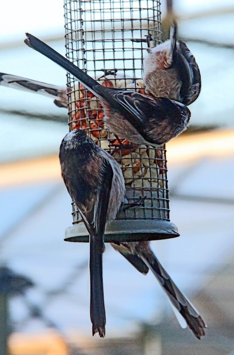 LONG-tailed tits at breakfast time