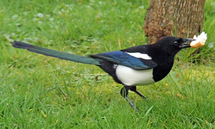 MAGPIE with bread