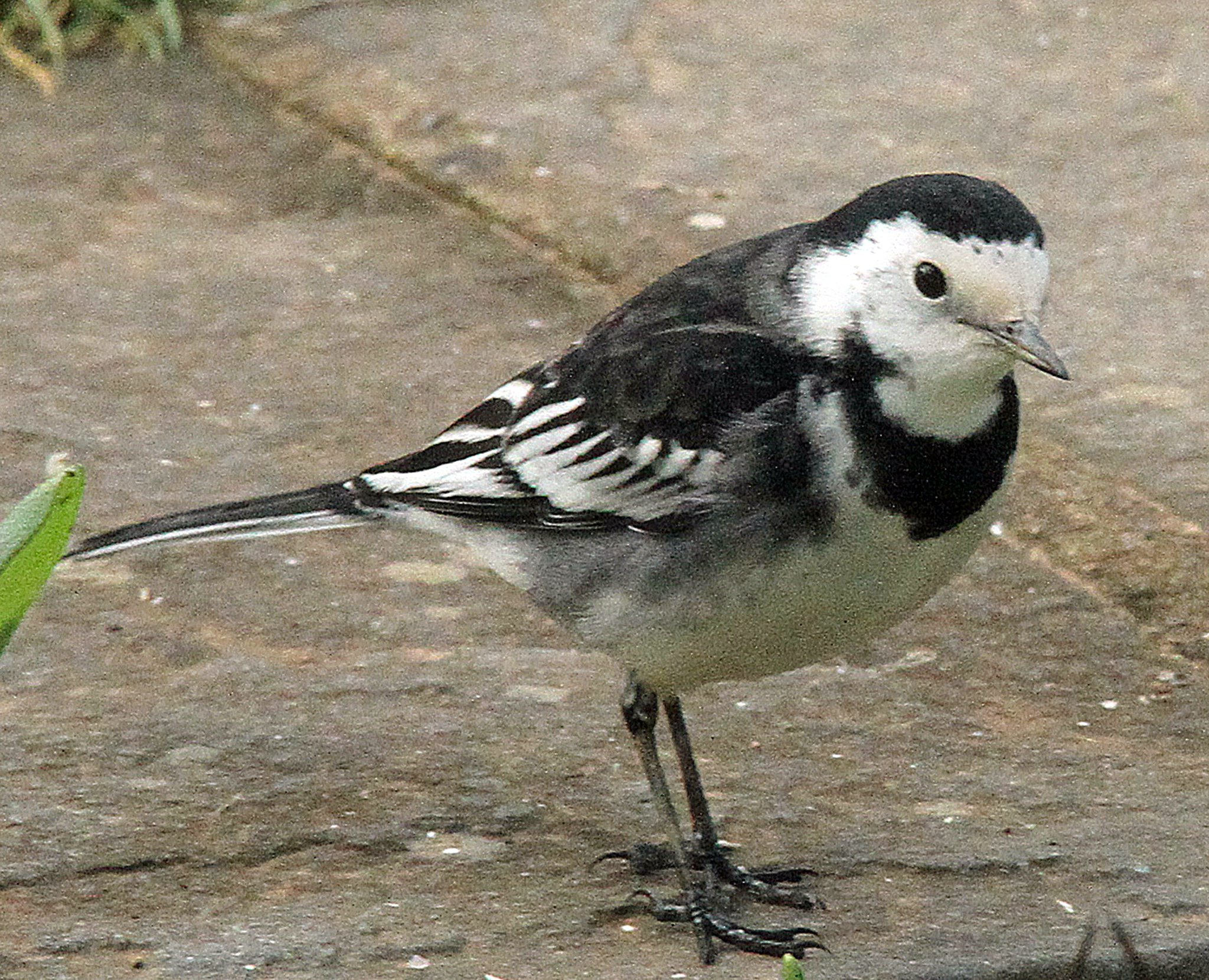 PIED wagtail