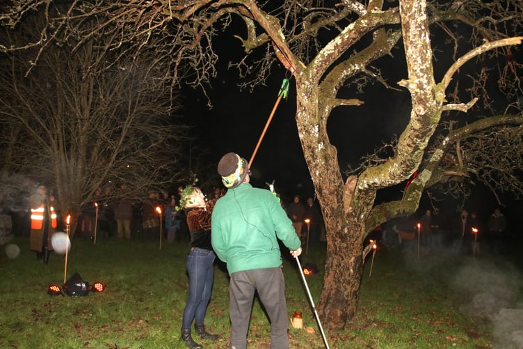 The Wassail Queen putting toast in the apple tree. AQ 3456