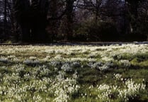 Signs of spring in National Trust gardens