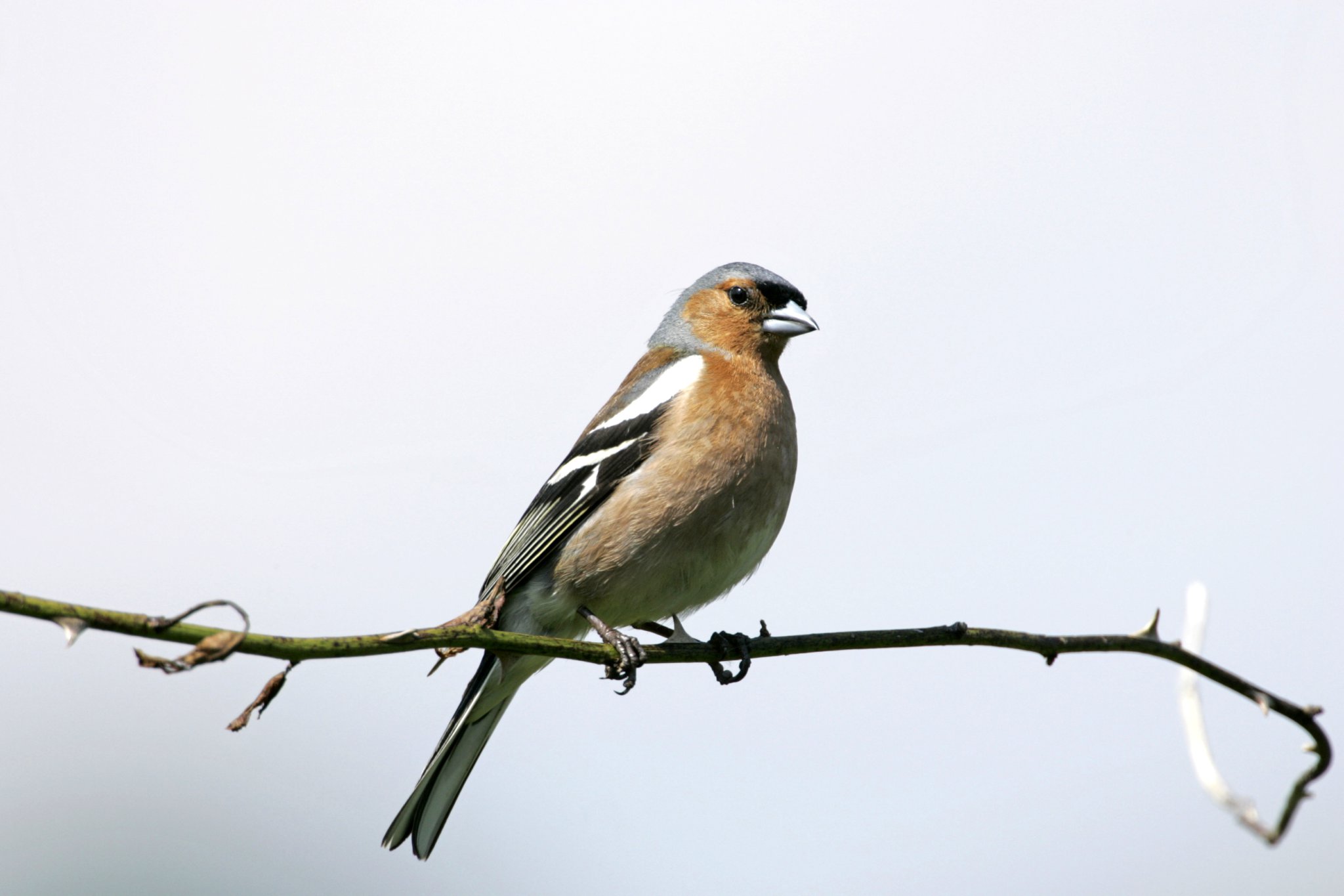 A chaffinch (Picture: Andy Hay/RSPB-images.com)