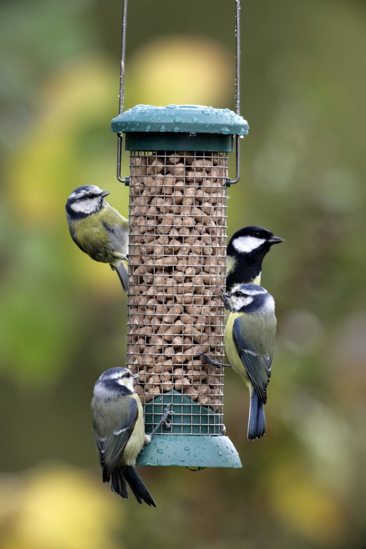 Blue tits on a feeder. Picture: Nigel Blake/RSPB-images.com