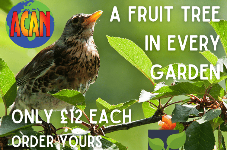 Bird in tree ACAN poster.