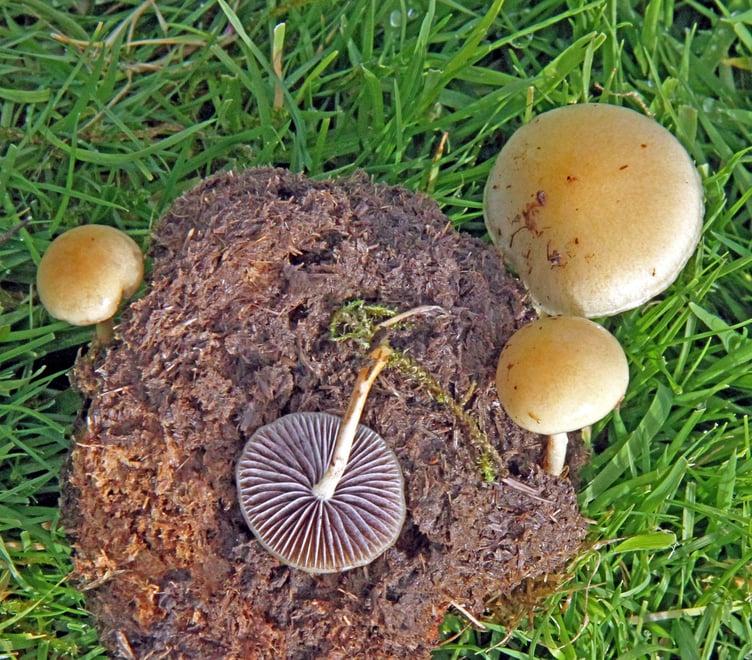Gallery image 5