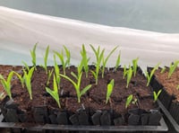 <p>Sweetcorn seedlings at Farnham Community Farm</p>
