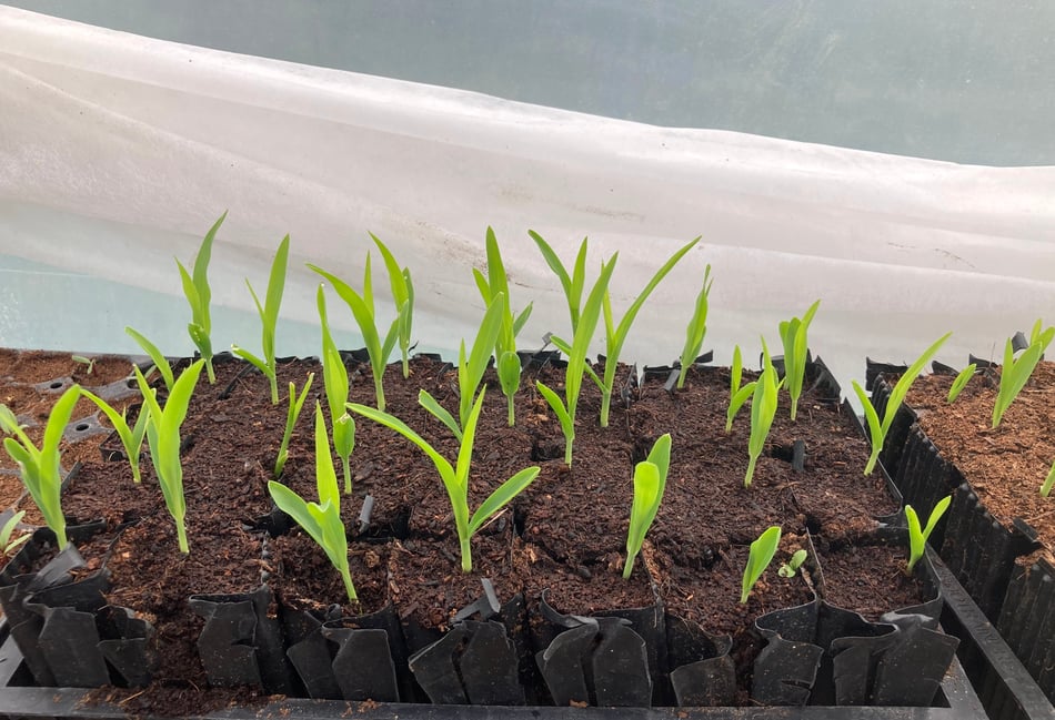 <p>Sweetcorn seedlings at Farnham Community Farm</p>
