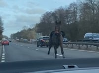 <p>Footage shows the bizarre moment a riderless horse gallops past motorists on the A3</p>