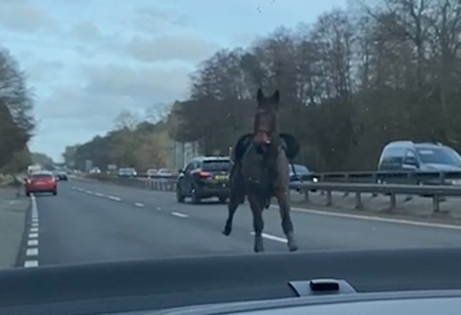 <p>Footage shows the bizarre moment a riderless horse gallops past motorists on the A3</p>