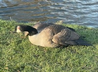 <p>The RSPCA is investigating after a teenage boy was seen dragging a goose from a pond and kicking him in the head, leaving him with a wound</p>