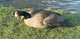 VIDEO: Appeal after teen seen dragging goose from pond and kicking him