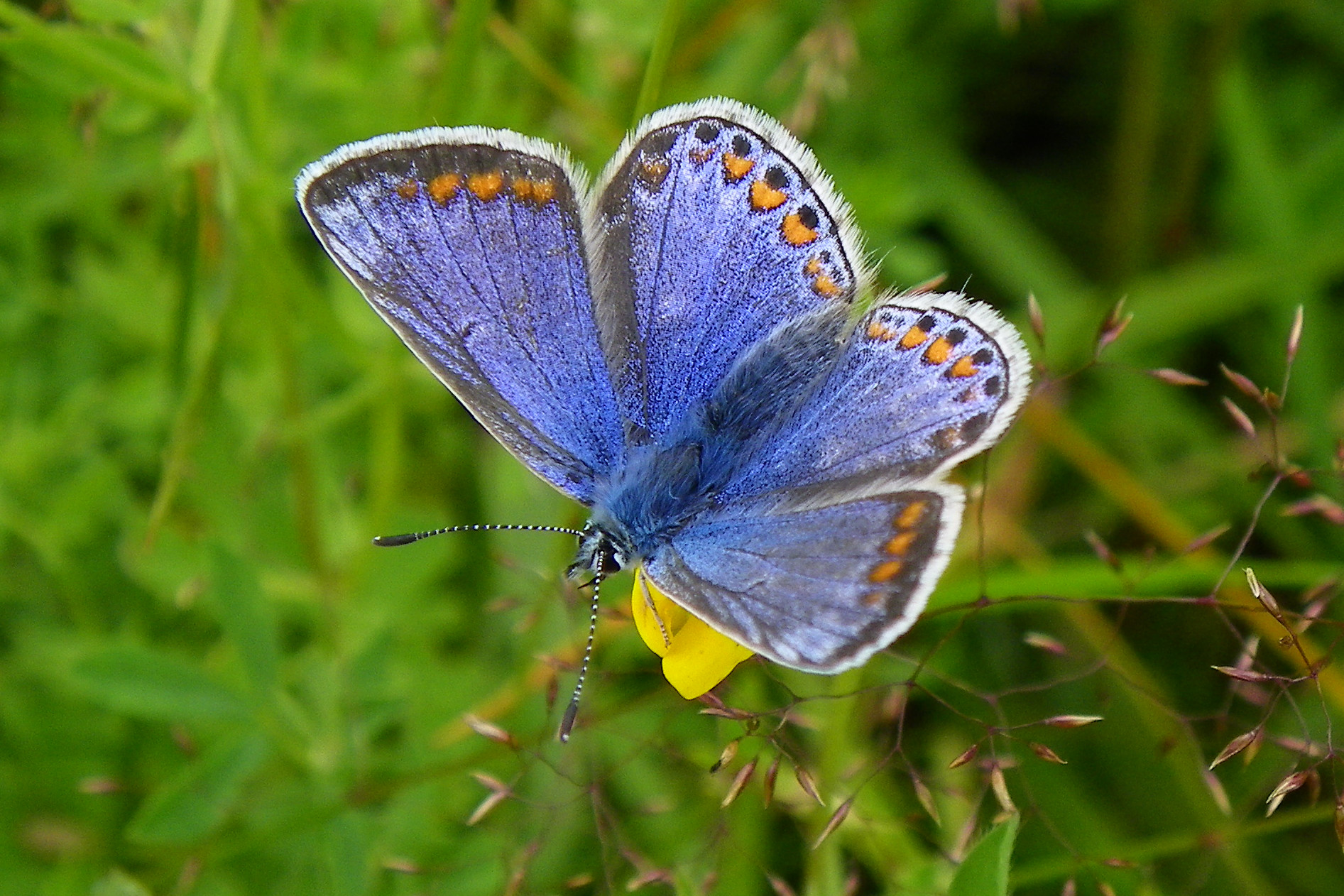 Common blue butterfly at Ballannette Photo: Adrian Darbyshire