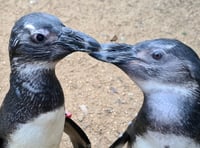 <p>Penguin and Squid have 'amazed' the keepers at Birdworld with their remarkable relationship</p>