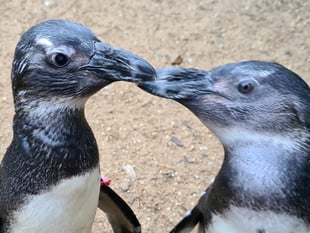 VIDEO: Birdworld penguin a 'guide-bird' to companion with eye problems