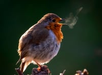 <p>This delightful image of a singing robin red breast in winter was taken near Winchester, and earned its photographer Corinne Kozok, of Avington, a £50 prize in the South Downs National Park photography competition</p>