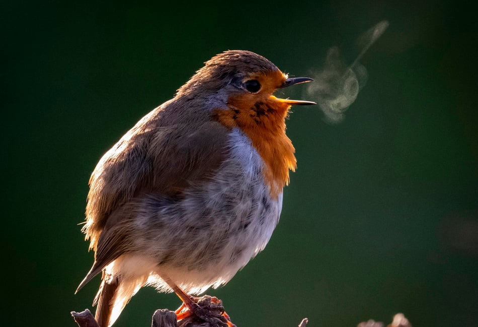 <p>This delightful image of a singing robin red breast in winter was taken near Winchester, and earned its photographer Corinne Kozok, of Avington, a £50 prize in the South Downs National Park photography competition</p>