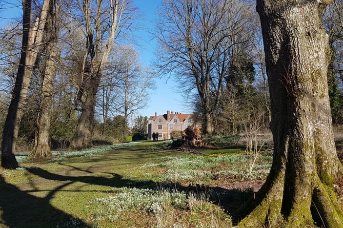 Snowdrops at Chawton House, February 2024.