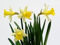 Daffodil service to remember loved ones at The Spire Church