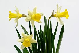 Stock image daffodils