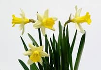 Daffodil service to remember loved ones at The Spire Church this February