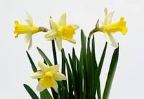 Daffodil service to remember loved ones at The Spire Church