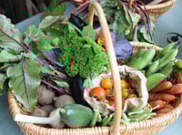 <p>A basket of beautiful veggies harvested at Farnham Community Farm</p>