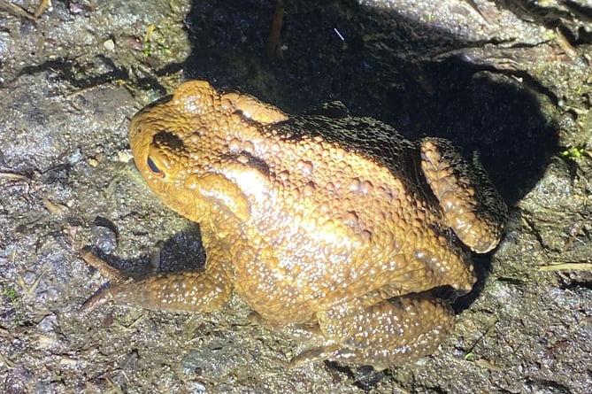 Picture of a Female Toad