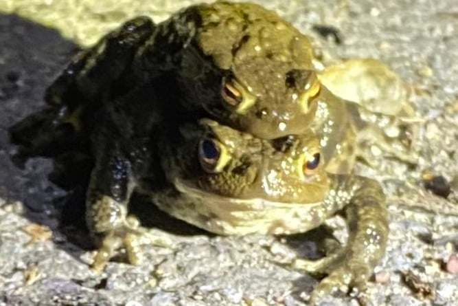 Toad 500 and 501 in Amplexus