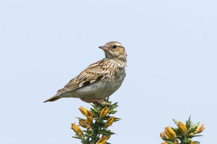 Woodlark by Derek Middleton