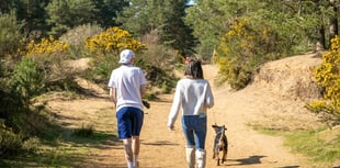 Heath Watch: Spring is a magical time to bask in our local heathland