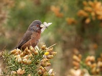 <p>Dartford Warbler (Sylvia undata) on yellow gorse with heath moth in its beak at Ibsley Common, New Forest</p>