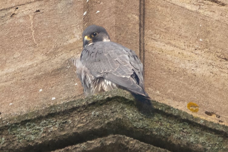 Two peregrines, a male and a female, have roosted at St Andrew's Church this month, raising hopes they may raise a family in central Farnham