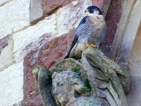 Peregrine falcon again takes up roost on Farnham church – with a mate!