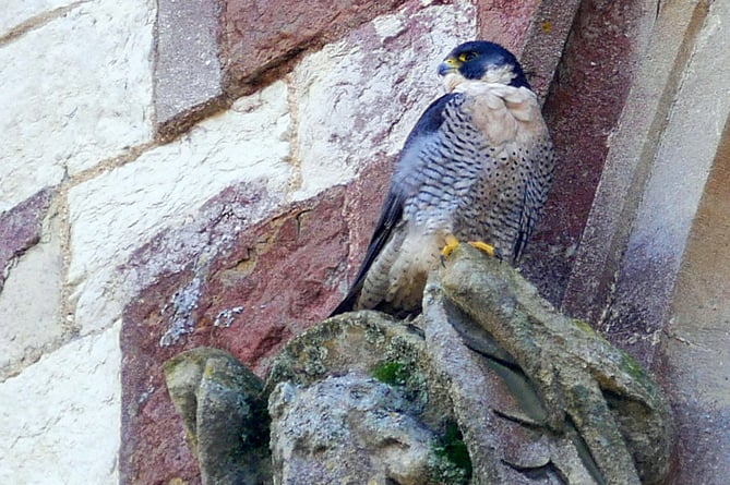 A peregrine falcon perched on St Andrew's Church, Farnham, in March 2024
