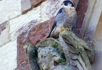 Peregrine falcon again takes up roost on Farnham church – and now has a mate!