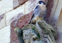 Peregrine falcon again takes up roost on Farnham church – with a mate!